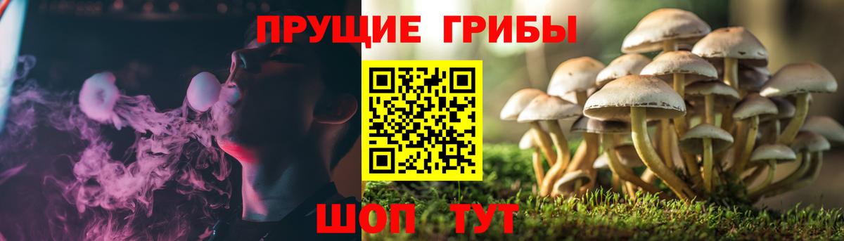 Галлюциногенные грибы GOLDEN TEACHER  Галлюциногенные грибы GOLDEN TEACHER  Подольск  Вход с VPN 